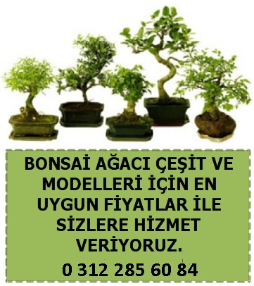 Japon aac eitleri modelleri  bonsai japon aac