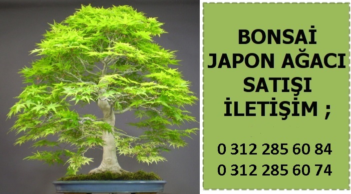 Japon aac eitleri modelleri  bonsai fiyatlar
