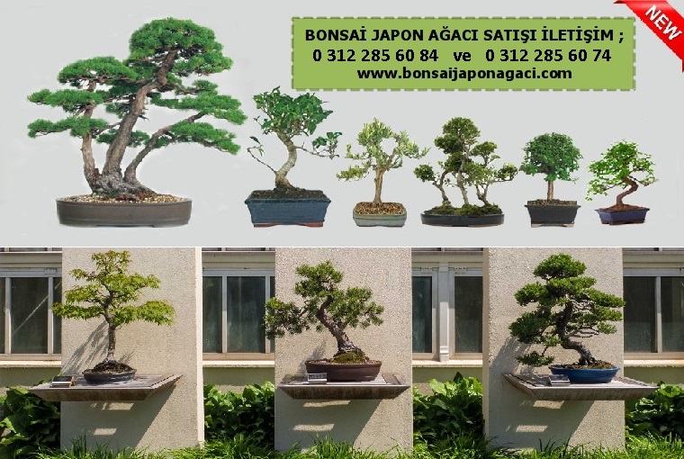 Yakack Keiren bonsai sat