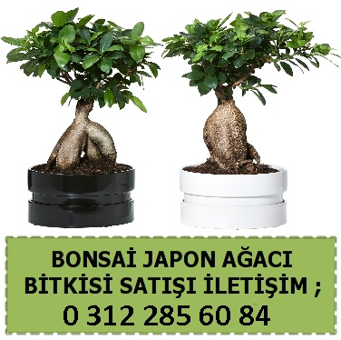 Japon aac eitleri modelleri bonsai