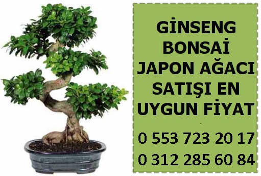 Kzlcahamam Kzlcahamam bonsai eitleri dkkan
