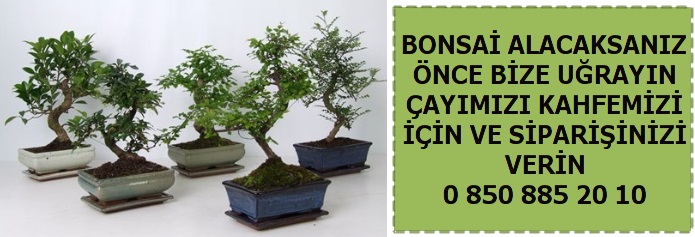 Bonsai bitkisi bakm japon aac minyatr aa