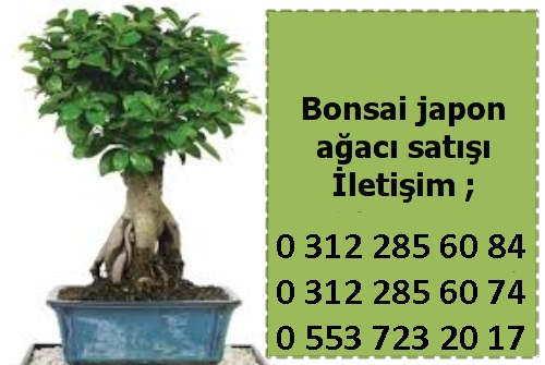 Bonsai japon aac sat  bonsai satan yerler
