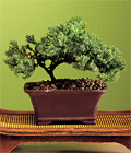 zel ve etkilemek isteyenler iin bonsai bitkisi minyatr aa