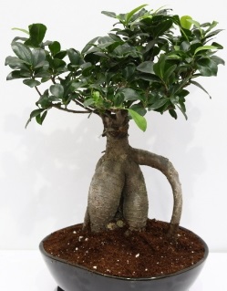 5Japon aac bonsai saks bitkisi Ankara iek yolla