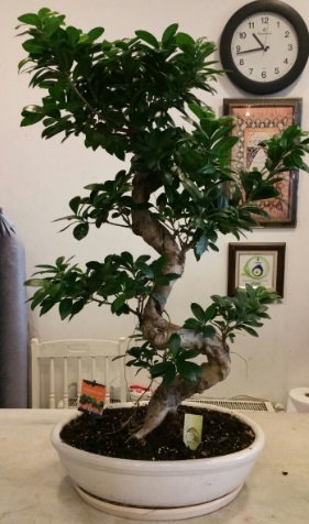 thal grsel 80 cm zel saksda bonsai bitkisi Japon aac sat Ankara iek gnderme