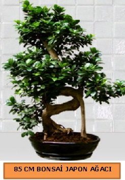 75 CM Ginseng bonsai Japon aac Ankara nternetten iek siparii