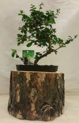 Doal ktk iinde bonsai japon aac Ankara hediye iek yolla