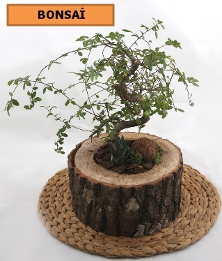 Doal ktk iinde bonsai japon aac Ankara hediye iek siparii