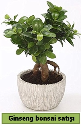 Ginseng bonsai japon aac sat fiyat Ankara ieki telefonlar