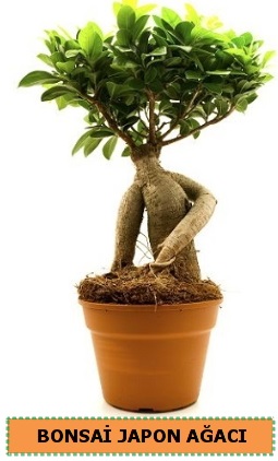 ginseng bonsai saks bitkisi Ankara internetten iek siparii