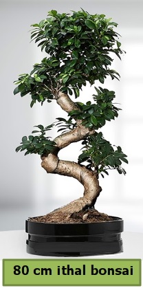 thal 80 cm zel saksda bonsai bitkisi Japon aac sat Ankara iek gnderme