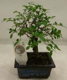 Minyatr ithal japon aac bonsai bitkisi Ankara iek sat