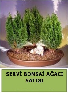thal Selvi bonsai saks iei Japon aac sat Ankara iek gnderme